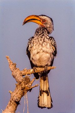 AF-B-01&nbsp;&nbsp;&nbsp;&nbsp;&nbsp;&nbsp;&nbsp;&nbsp; Yellowbilled Hornbill, Etosha NP, Namibia