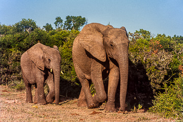 AF-M-02&nbsp;&nbsp;&nbsp;&nbsp;&nbsp;&nbsp;&nbsp;&nbsp; Addo Elephant Mom With Calf, Addo Elephant National Park, South Africa