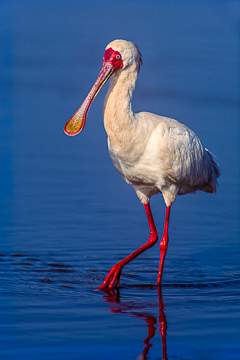 LE-AF-B-01&nbsp;&nbsp;&nbsp;&nbsp;&nbsp;&nbsp;&nbsp;&nbsp; African Spoonbill At Sunset Dam, Kruger NP, South Africa