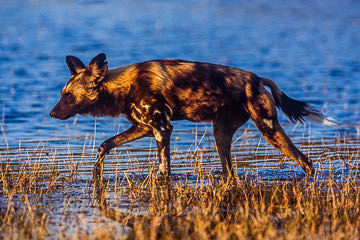 LE-AF-M-01&nbsp;&nbsp;&nbsp;&nbsp;&nbsp;&nbsp;&nbsp;&nbsp; African Wild Dog, Moremi Game Reserve, Botswana
