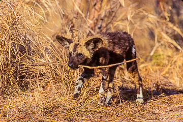 AF-M-04&nbsp;&nbsp;&nbsp;&nbsp;&nbsp;&nbsp;&nbsp;&nbsp; African Wild Dog Youngster Carrying Stick, Savuiti, Botswana