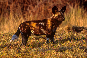 AF-M-70&nbsp;&nbsp;&nbsp;&nbsp;&nbsp;&nbsp;&nbsp;&nbsp; African Wild Dog, Moremi Game Reserve, Botswana