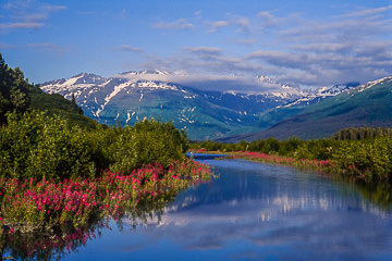 AM-LA-01&nbsp;&nbsp;&nbsp;&nbsp;&nbsp;&nbsp;&nbsp;&nbsp; Fireweed At Lower River, Denali Highway, Alaska
