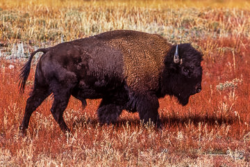 LE-AM-M-01&nbsp;&nbsp;&nbsp;&nbsp;&nbsp;&nbsp;&nbsp;&nbsp; American Bison, Yellowstone National Park, Wyoming