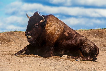 AM-M-03&nbsp;&nbsp;&nbsp;&nbsp;&nbsp;&nbsp;&nbsp;&nbsp; American Bison Resting, Yellowstone NP, Wyoming