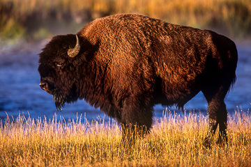 AM-M-51&nbsp;&nbsp;&nbsp;&nbsp;&nbsp;&nbsp;&nbsp;&nbsp; American Bison, Yellowstone National Park, Wyoming