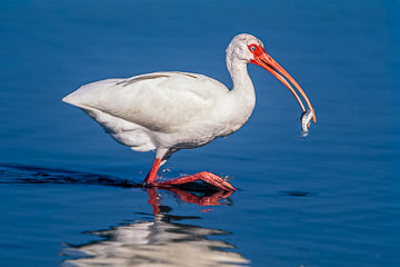AM-B-02&nbsp;&nbsp;&nbsp;&nbsp;&nbsp;&nbsp;&nbsp;&nbsp; American White Ibis With Fish, Ft. Myers Beach, Florida