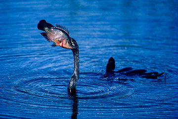 AM-B-04&nbsp;&nbsp;&nbsp;&nbsp;&nbsp;&nbsp;&nbsp;&nbsp; Anhinga Carrying Fish, Everglades NP, Florida