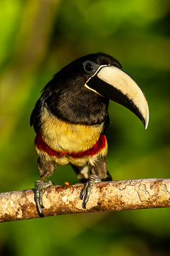 BR-B-11 Aracari-De-Bico-Branco, Coastal Region Of Bahia, Brazil