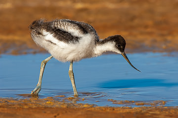 AF-B-01&nbsp;&nbsp;&nbsp;&nbsp;&nbsp;&nbsp;&nbsp;&nbsp; Young Avocet, Namib Desert, Namibia