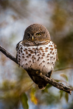 AF-B-01&nbsp;&nbsp;&nbsp;&nbsp;&nbsp;&nbsp;&nbsp;&nbsp; Barred Owl, Kruger NP, South Africa