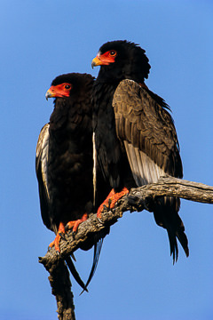 LE-AF-B-02&nbsp;&nbsp;&nbsp;&nbsp;&nbsp;&nbsp;&nbsp;&nbsp; Bateleur Eagles, Kruger National Park, South Africa