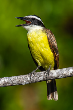 BR-B-41 Bem-Te-Vi, Coastal Region Of Bahia, Brazil