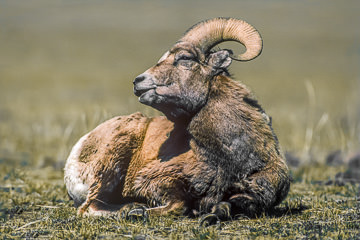 AM-M-01&nbsp;&nbsp;&nbsp;&nbsp;&nbsp;&nbsp;&nbsp;&nbsp; Bighorn Sheep Ram Resting, Yellowstone NP, Wyoming