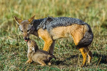 LE-AF-M-25&nbsp;&nbsp;&nbsp;&nbsp;&nbsp;&nbsp;&nbsp;&nbsp; Black-Backed Jackal And Pup, Masai Mara National Reserve, Kenya
