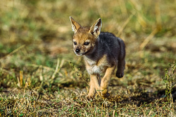 LE-AF-M-29&nbsp;&nbsp;&nbsp;&nbsp;&nbsp;&nbsp;&nbsp;&nbsp; Black-Backed Jackal Pup Running, Masai Mara National Reserve, Kenya