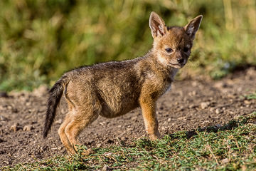 AF-M-32&nbsp;&nbsp;&nbsp;&nbsp;&nbsp;&nbsp;&nbsp;&nbsp; Black-Backed Jackal Pup, Masai Mara, Kenya