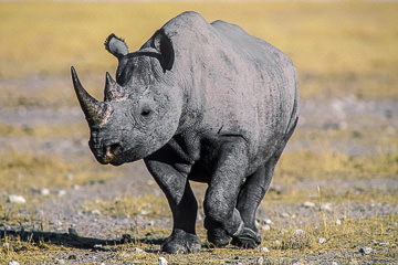 AF-M-03&nbsp;&nbsp;&nbsp;&nbsp;&nbsp;&nbsp;&nbsp;&nbsp; Black Rhinoceros, Etosha National Park, Namibia