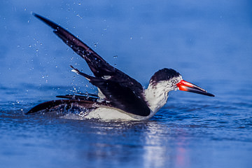 AM-B-02&nbsp;&nbsp;&nbsp;&nbsp;&nbsp;&nbsp;&nbsp;&nbsp; Black Skimmer Bathing, Fort Myers Beach, Florida