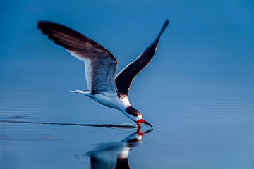 LE-AM-B-11&nbsp;&nbsp;&nbsp;&nbsp;&nbsp;&nbsp;&nbsp;&nbsp; Black Skimmer, Fort Myers Beach, Florida
