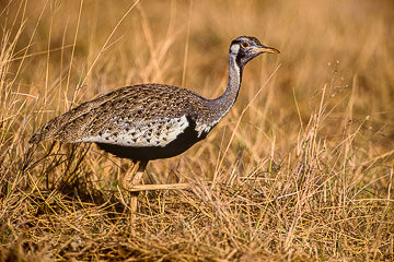 AF-B-02&nbsp;&nbsp;&nbsp;&nbsp;&nbsp;&nbsp;&nbsp;&nbsp; Blackbellied Korhaan, Kruger NP, South Africa