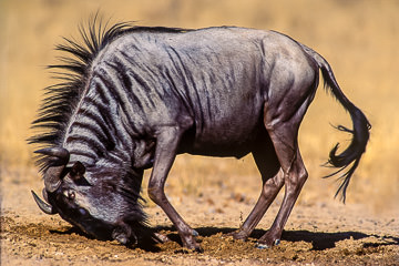 AF-M-02&nbsp;&nbsp;&nbsp;&nbsp;&nbsp;&nbsp;&nbsp;&nbsp; Blue Wildebeest Rolling On Wet Sand, Kalahari Gemsbok NP, South Africa