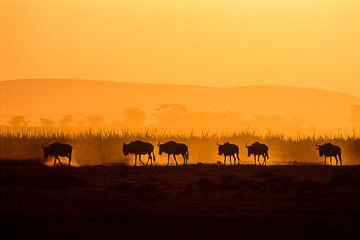 AF-LA-06&nbsp;&nbsp;&nbsp;&nbsp;&nbsp;&nbsp;&nbsp;&nbsp; Wildebeests On The Move, Masai Mara National Reserve, Kenya