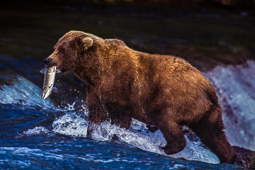 AM-M-01&nbsp;&nbsp;&nbsp;&nbsp;&nbsp;&nbsp;&nbsp;&nbsp; Grissly Bear Catching Salmon, Katmai NP, Alaska