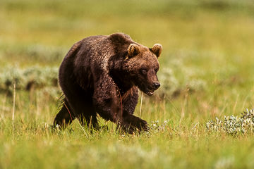 AM-M-02&nbsp;&nbsp;&nbsp;&nbsp;&nbsp;&nbsp;&nbsp;&nbsp; Grissly Bear On The Move, Yellowstone NP, Wyoming