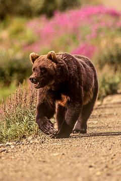 AM-M-03&nbsp;&nbsp;&nbsp;&nbsp;&nbsp;&nbsp;&nbsp;&nbsp; Grissly Walking, Denali National Park, Alaska
