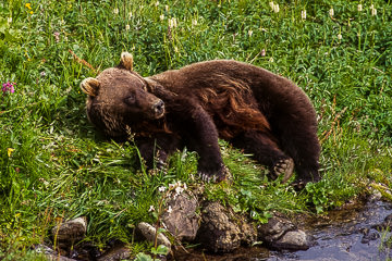 LE-AM-M-05&nbsp;&nbsp;&nbsp;&nbsp;&nbsp;&nbsp;&nbsp;&nbsp; Grizzly Bear Resting, Denali National Park, Alaska