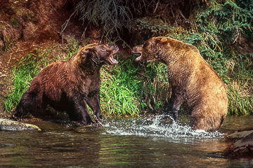 AM-M-04&nbsp;&nbsp;&nbsp;&nbsp;&nbsp;&nbsp;&nbsp;&nbsp; Grissly Bears Fighting, Katmai National Park, Alaska