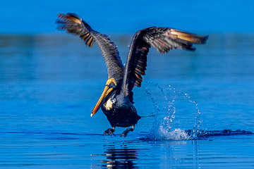 AM-B-11&nbsp;&nbsp;&nbsp;&nbsp;&nbsp;&nbsp;&nbsp;&nbsp; Brown Pelican Taking Off, Sarasota, Florida