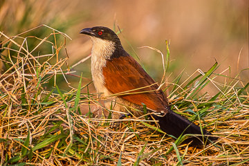 AF-B-01&nbsp;&nbsp;&nbsp;&nbsp;&nbsp;&nbsp;&nbsp;&nbsp; Burchell's Coucal, Kruger NP, South Africa