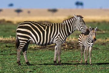 AF-M-01&nbsp;&nbsp;&nbsp;&nbsp;&nbsp;&nbsp;&nbsp;&nbsp; Burchell's Zebra With Colt, Masai Mara, Kenya