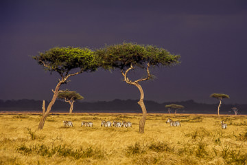 LE-AF-M-04&nbsp;&nbsp;&nbsp;&nbsp;&nbsp;&nbsp;&nbsp;&nbsp; Burchell's Zebras Moving Into Pending Storm, Masai Mara National Reserve, Kenya 