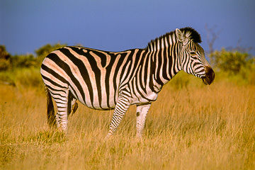 LE-AF-M-25&nbsp;&nbsp;&nbsp;&nbsp;&nbsp;&nbsp;&nbsp;&nbsp; Burchell's Zebra, Moremi Game Reserve, Botswana