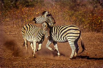 LE-AF-M-11&nbsp;&nbsp;&nbsp;&nbsp;&nbsp;&nbsp;&nbsp;&nbsp; Burchell's Zebras Fighting, Kruger National Park, South Africa