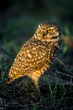 AM-B-02&nbsp;&nbsp;&nbsp;&nbsp;&nbsp;&nbsp;&nbsp;&nbsp; Burrowing Owl, Cape Coral, Florida
