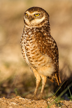 AM-B-03&nbsp;&nbsp;&nbsp;&nbsp;&nbsp;&nbsp;&nbsp;&nbsp; Burrowing Owl, Cape Coral, Florida