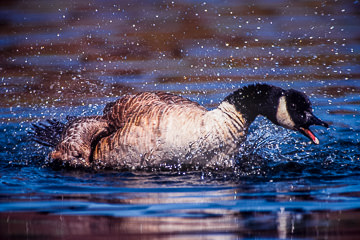 AM-B-01&nbsp;&nbsp;&nbsp;&nbsp;&nbsp;&nbsp;&nbsp;&nbsp; Canada Goose Bathing, Edwin B. Forsythe NWR, New Jersey