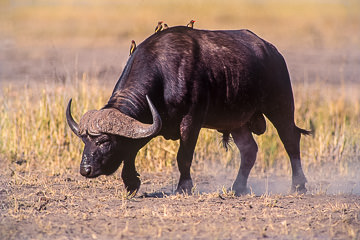 AF-M-02&nbsp;&nbsp;&nbsp;&nbsp;&nbsp;&nbsp;&nbsp;&nbsp; Cape Buffalo With Oxpeckers, Kruger National Park, South Africa