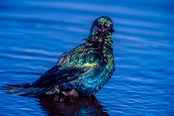 AF-B-02&nbsp;&nbsp;&nbsp;&nbsp;&nbsp;&nbsp;&nbsp;&nbsp; Cape Glossy Starling Bathing, Kruger NP, South Africa