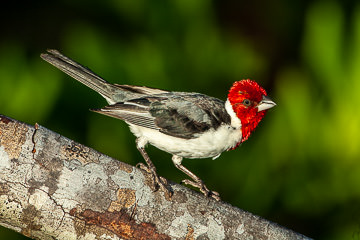 LE-BR-B-23&nbsp;&nbsp;&nbsp;&nbsp;&nbsp;&nbsp;&nbsp;&nbsp; Cardeal-Do-Nordeste, Coastal Region Of Bahia, Brazil