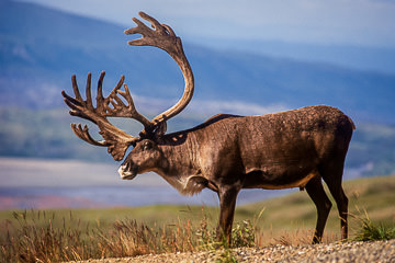 AM-M-05&nbsp;&nbsp;&nbsp;&nbsp;&nbsp;&nbsp;&nbsp;&nbsp; Caribou Bull, Denali National Park, Alaska