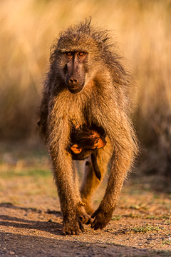 AF-M-01&nbsp;&nbsp;&nbsp;&nbsp;&nbsp;&nbsp;&nbsp;&nbsp; Chacma Baboon Carrying Infant, Kruger NP, South Africa