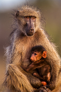 LE-AF-M-04&nbsp;&nbsp;&nbsp;&nbsp;&nbsp;&nbsp;&nbsp;&nbsp; Chacma Baboon With Young, Kruger National Park, South Africa
