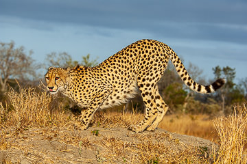 AF-M-122&nbsp;&nbsp;&nbsp;&nbsp;&nbsp;&nbsp;&nbsp;&nbsp; Cheetah, Mala Mala Private Reserve, South Africa