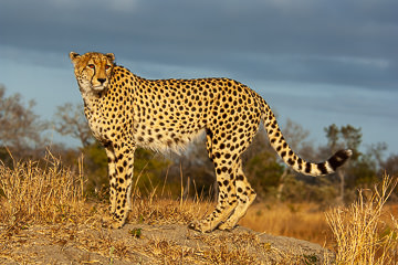 LE-AF-M-124&nbsp;&nbsp;&nbsp;&nbsp;&nbsp;&nbsp;&nbsp;&nbsp; Cheetah On Top Of Mound, Mala Mala Private Game Reserve, South Africa