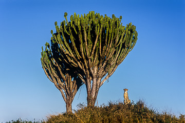 LE-AF-M-16&nbsp;&nbsp;&nbsp;&nbsp;&nbsp;&nbsp;&nbsp;&nbsp; Cheetah By Candelabra Trees, Phinda Private Game Reserve, South Africa